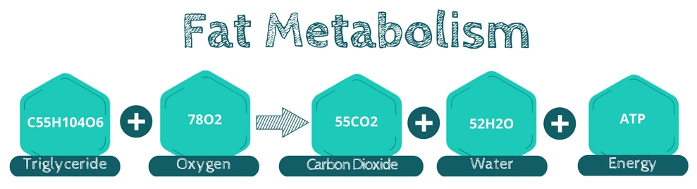 Fat Metabolism Fat Metabolism