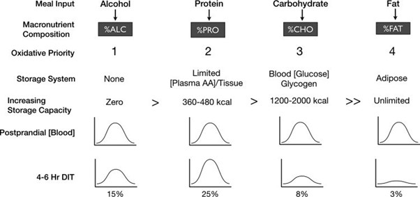 macronutrient-metabolism